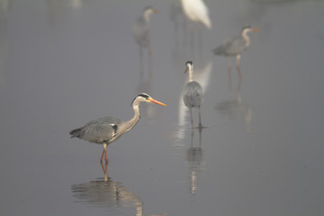 Grey heron in fog on a fishpond
