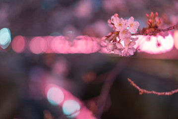 東京 目黒川の桜ライトアップ