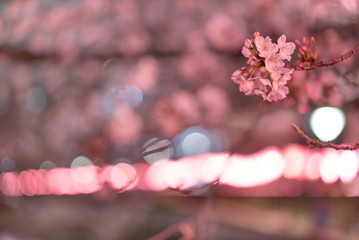 東京 目黒川の桜ライトアップ