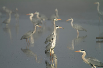 Grey heron in fog on a fishpond