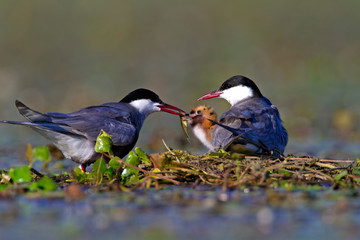 Whiskered tern feeding offspring on a shallow wetland