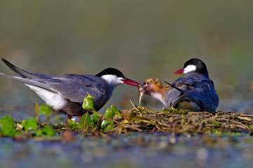 Whiskered tern feeding offspring on a shallow wetland