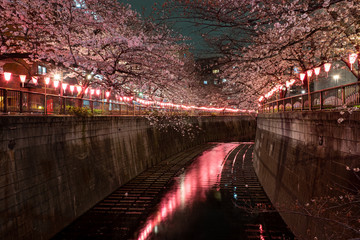 東京 目黒川の桜ライトアップ