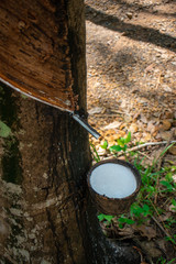 Latex in black cups from rubber tapping