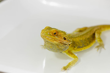 A bearded agama bathes in water. Pogona vitticeps takes a bath. Lizard drinks water.