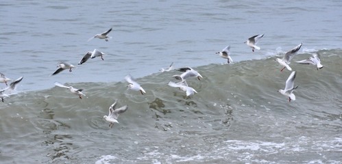 seabirds over a wave on a beach in Brittany. France