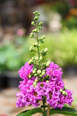 Obraz premium Beautiful Thorel's Crape Myrtle flowers