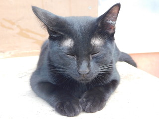 Portrait of a young black cat, close up, sitting huddled while closing eyes.