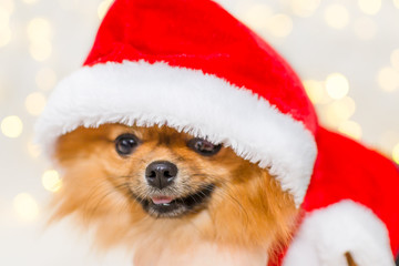 small pomeranian in santa costume on christmas bokeh background