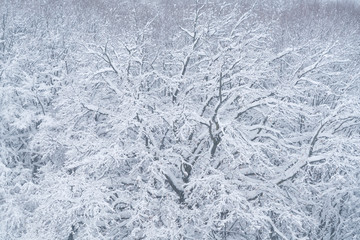 Wonderful landscape of trees covered by snow
