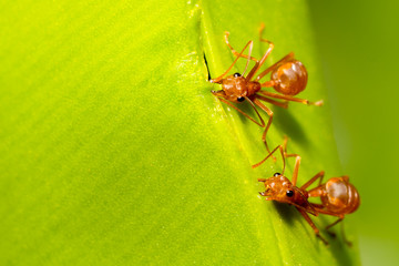 Ants group holding and cohesion green leaf by mouth and legs in nature