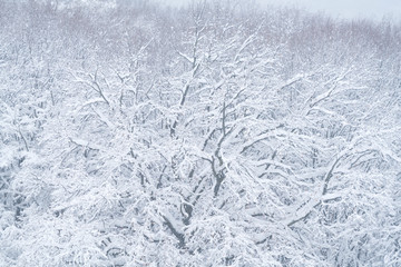 Wonderful landscape of trees covered by snow