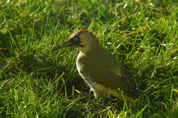 Grünsprecht im Vorgarten