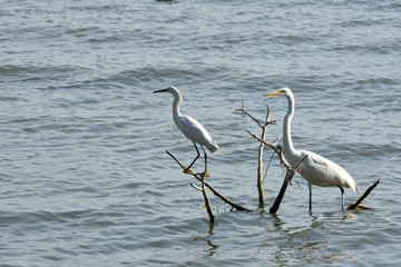 Garza en lago de Chapala 
