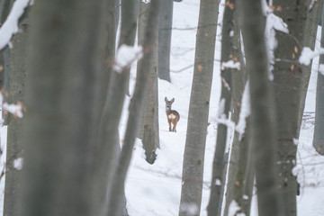 Roe deer deep into a wild forest