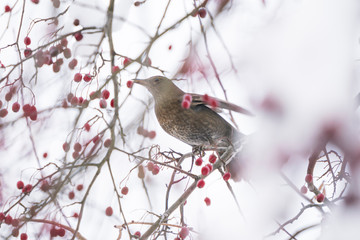Song thrush feeding in a tree