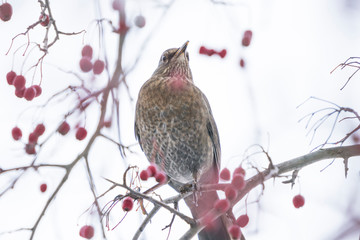 Song thrush feeding in a tree