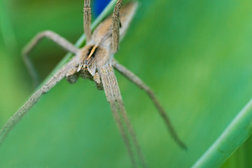 Spider that I found in the garden.