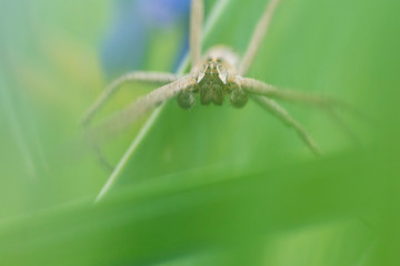 Spider that I found in the garden.