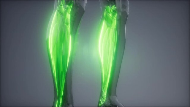 gastrocnemius- Visible muscle anatomy map