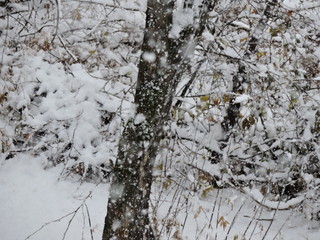 Winter forest in snowfall
