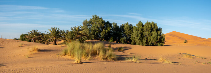 Morocco, small oasis imidst the dunes of Merzouga