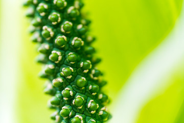 Details of a green plant