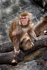 Japanese macaque female on the beam. Latin name - Macaca fuscata