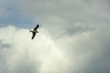 Flying seagull