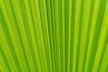 Details of a green plant