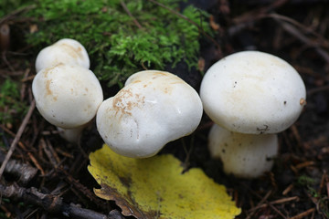 Tricholoma stiparophyllum, known as chemical knight or white knight, mushrooms from Finland