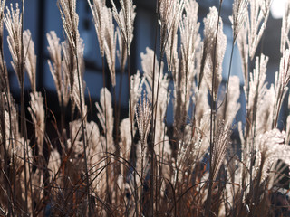 Beautiful dry reeds grass against sunset light. Backlit shot.