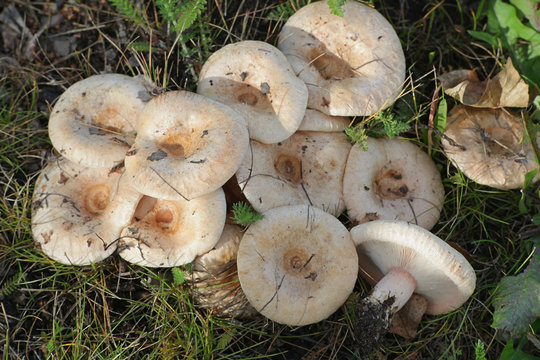 Lactarius pubescens (Lactarius torminosus var. pubescens), known as bearded milkcap or downy milk cap, mushrooms from Finland