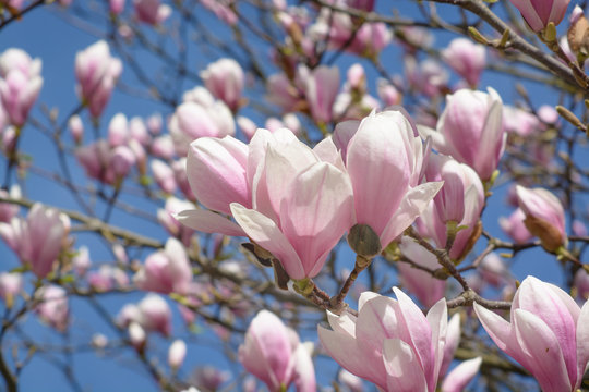Several colors of magnolia