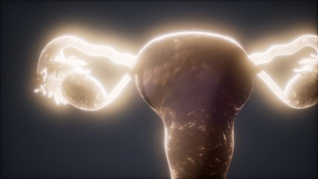 Female Reproductive System Anatomy animation