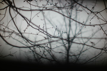 twig in fog