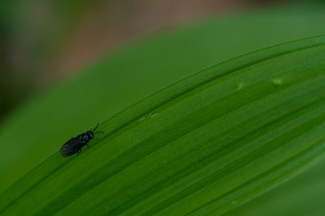 Small insect on a green plant