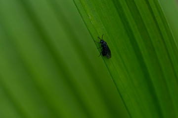 Small insect on a green plant