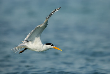 Fototapeta na wymiar Greater crested tern in flight, Bahrain