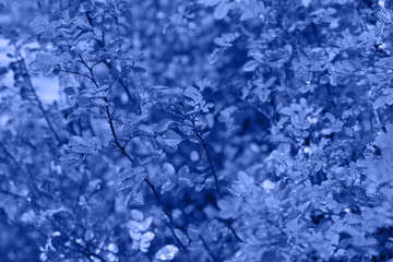 Trend 2020 - classic blue. Beautiful foliage in blue. Trendy color concept of the year, layout for design.