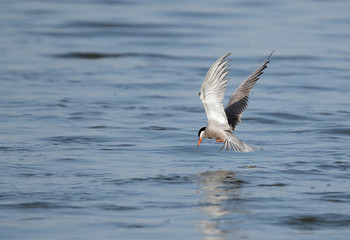 White cheeked tern fishing at Tubli bay, Bahrsin