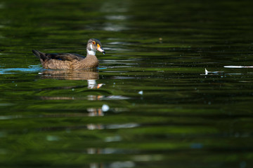 Solitary duck on the water