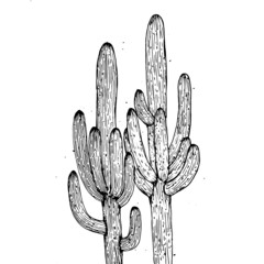 hand drawn vector illustration of a cactus 