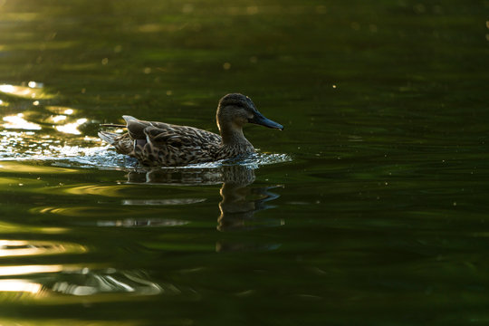 Solitary duck on the water
