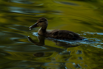 Young duck alone on the water