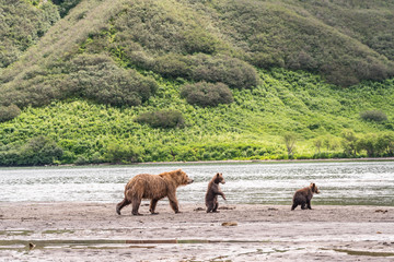Ruling the landscape, brown bears of Kamchatka (Ursus arctos beringianus)