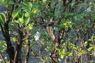 Rhododendron Up at the cliff on nature at the Khao San Nok Wua, Khao Laem National Park, Kanchanaburi, Thailand