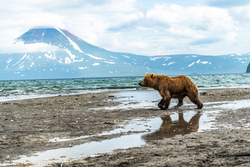 Ruling the landscape, brown bears of Kamchatka (Ursus arctos beringianus) © vaclav