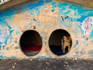 street house for homeless cats in Istanbul, Turkey. cat cabin stands on street for homeless cats. Concept of caring for street animals. Wooden Cat Kennel