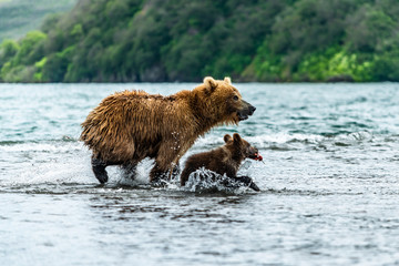 Ruling the landscape, brown bears of Kamchatka (Ursus arctos beringianus)